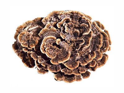 Despre Coriolus